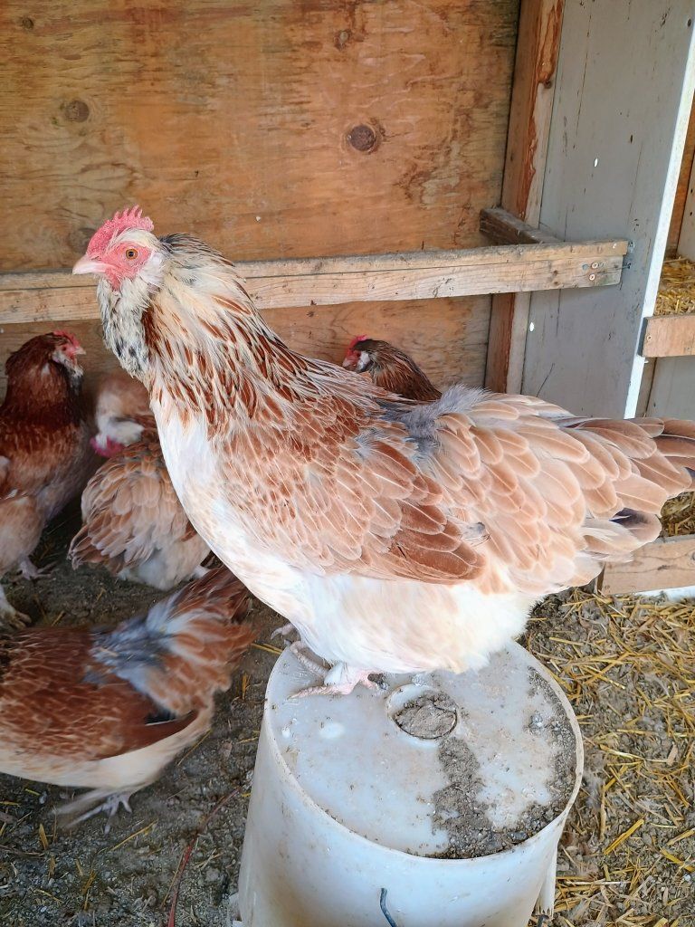 Salmon Favorelle Chicks. 2 weeks old.