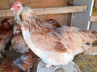 Salmon Favorelle Chicks. 2 weeks old.