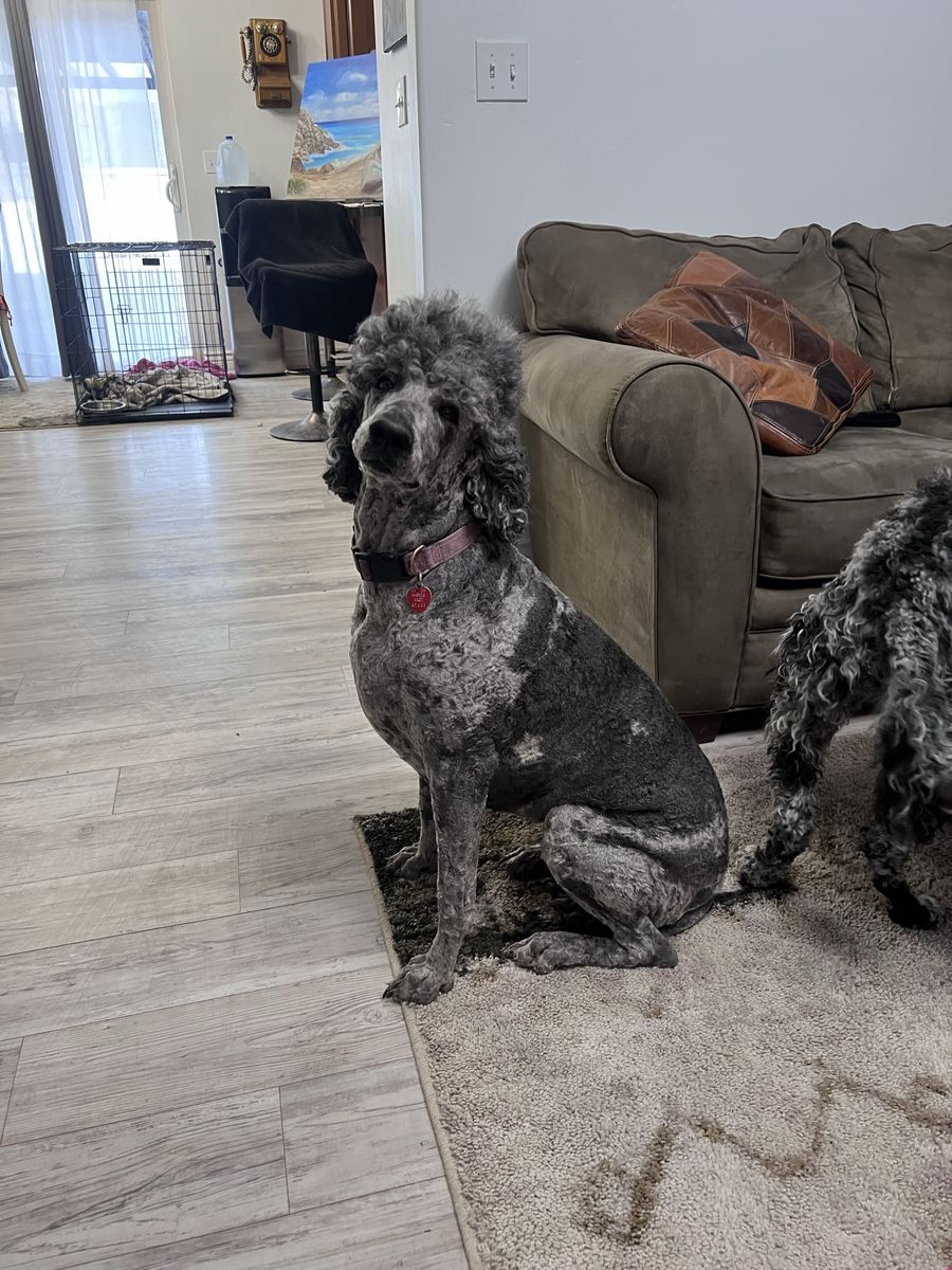 AKC STANDARD POODLES