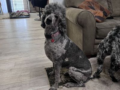 AKC STANDARD POODLES
