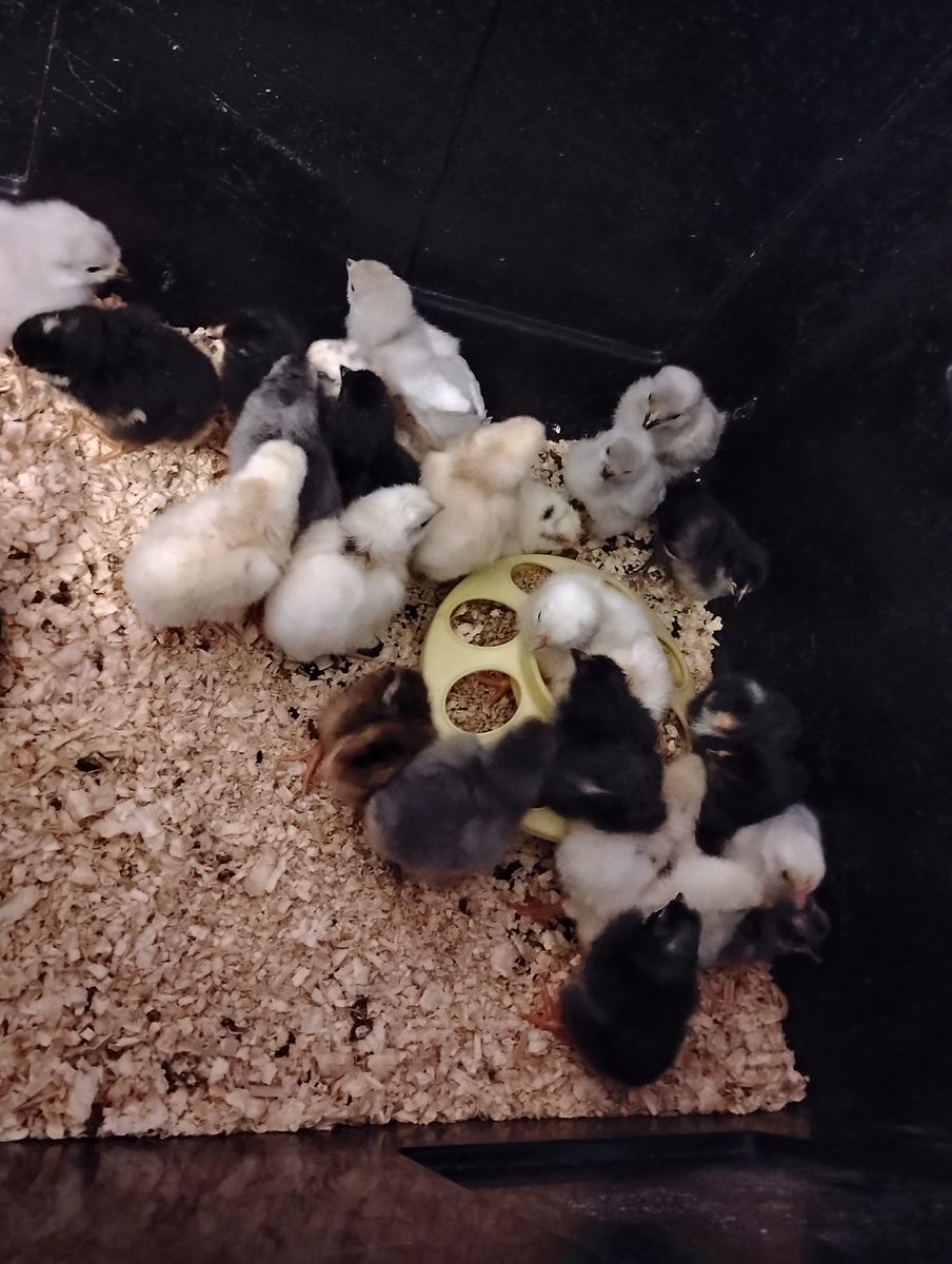 Barnyard mix chicks