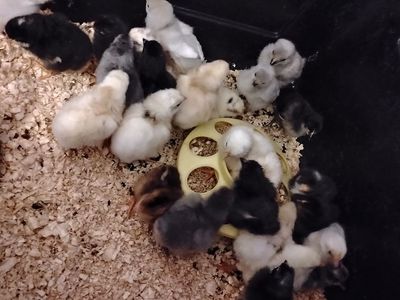 Barnyard mix chicks
