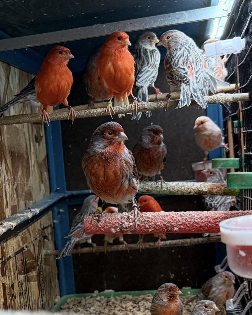 Canary Birds For Sale