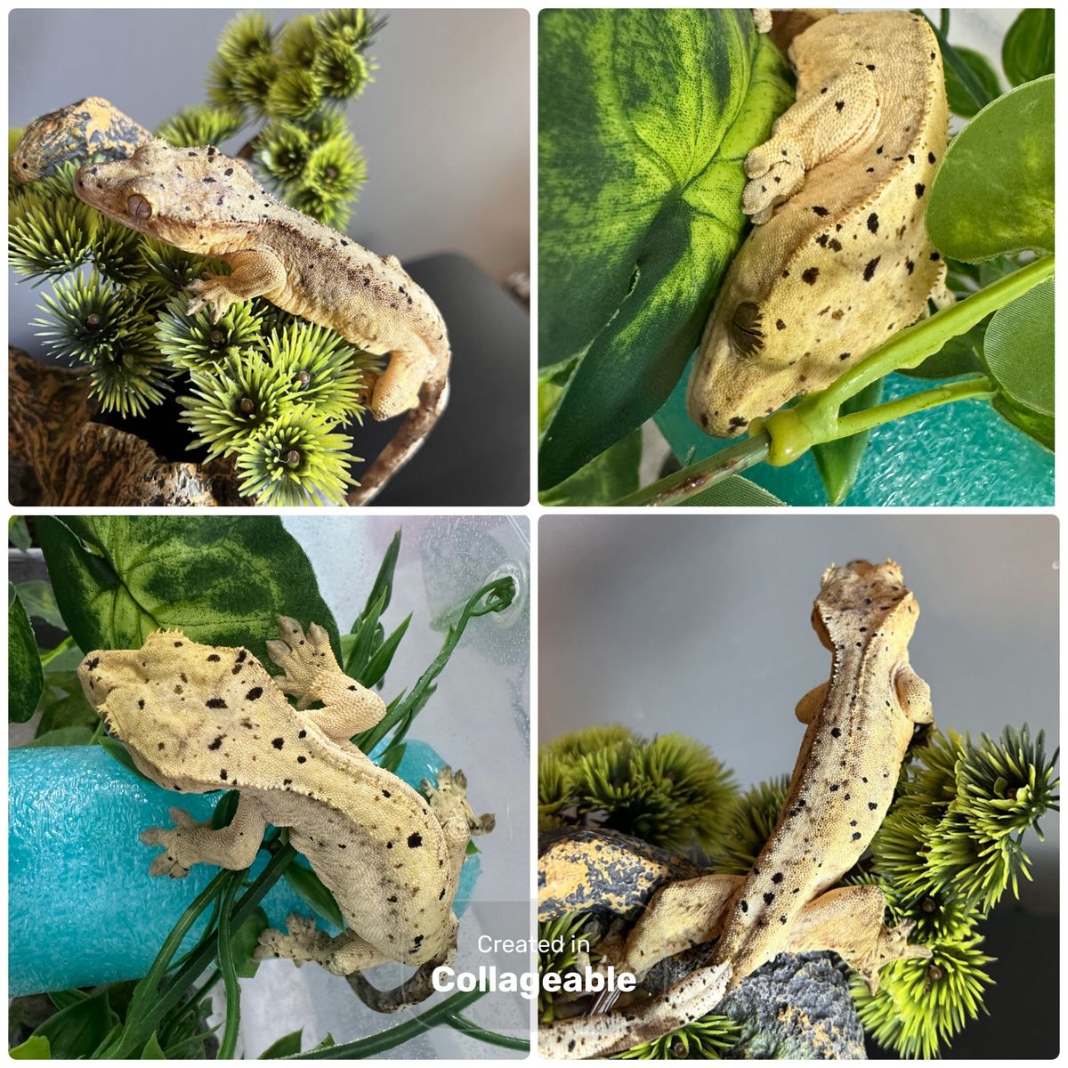 Female Dalmatian Crested Gecko