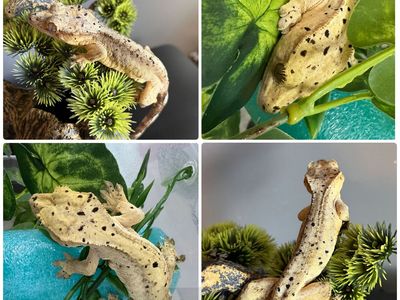 Female Dalmatian Crested Gecko