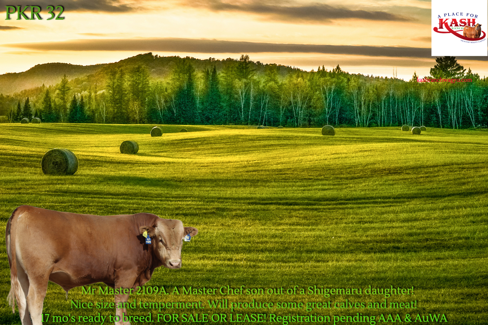 Akaushi Fullblood bull for sale PKR32!