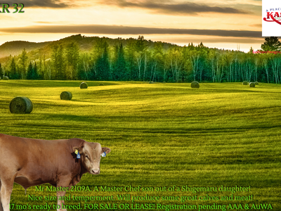Akaushi Fullblood bull for sale PKR32!