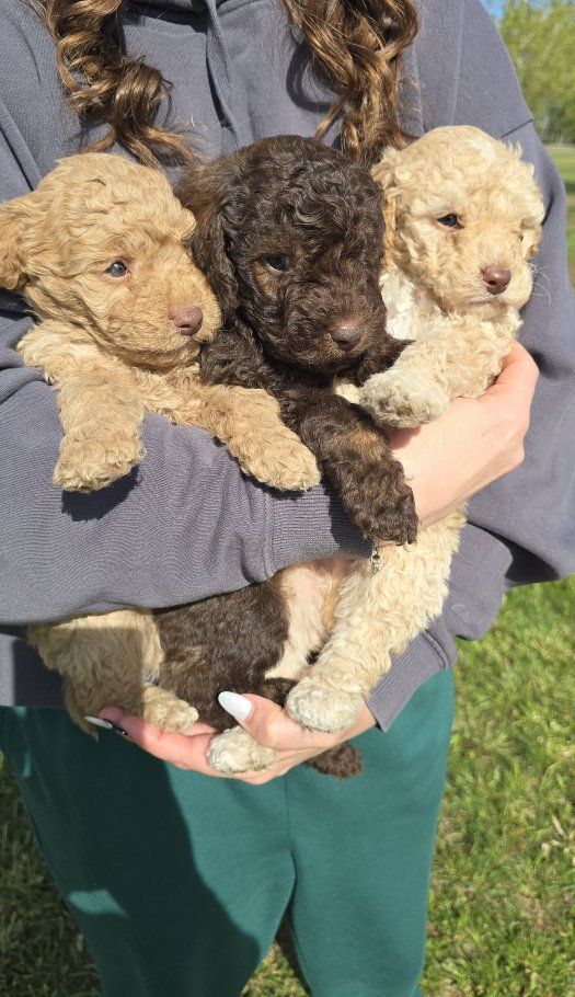 Mini Australian Goldendoodle