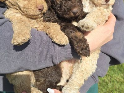 Mini Australian Goldendoodle