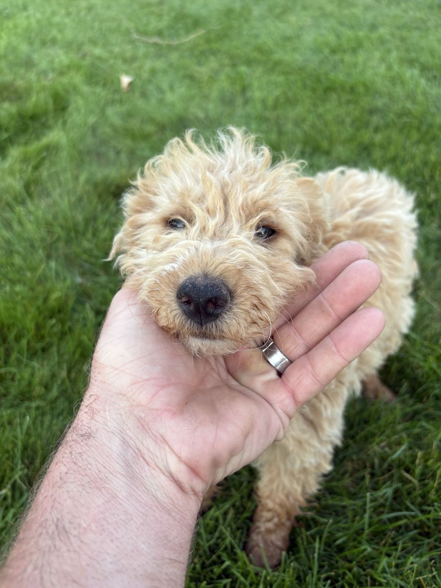 Mini goldendoodle puppy