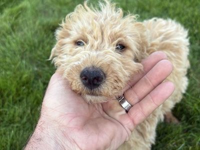 Mini goldendoodle puppy