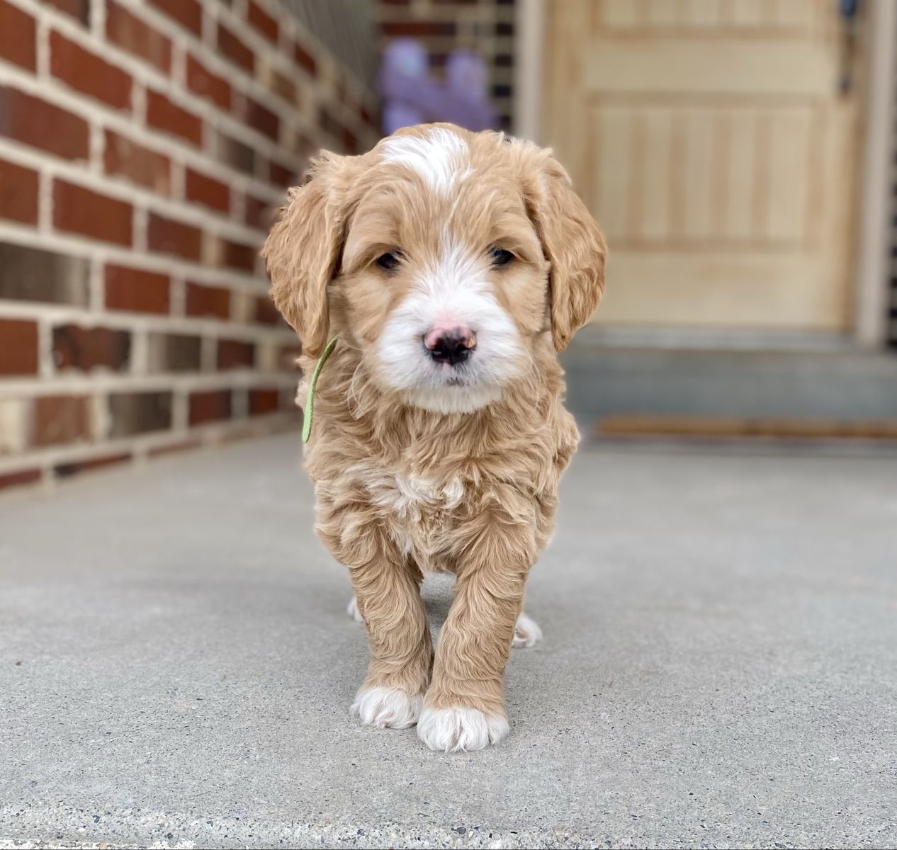 Mini Goldendoodle F1 Ready Today.