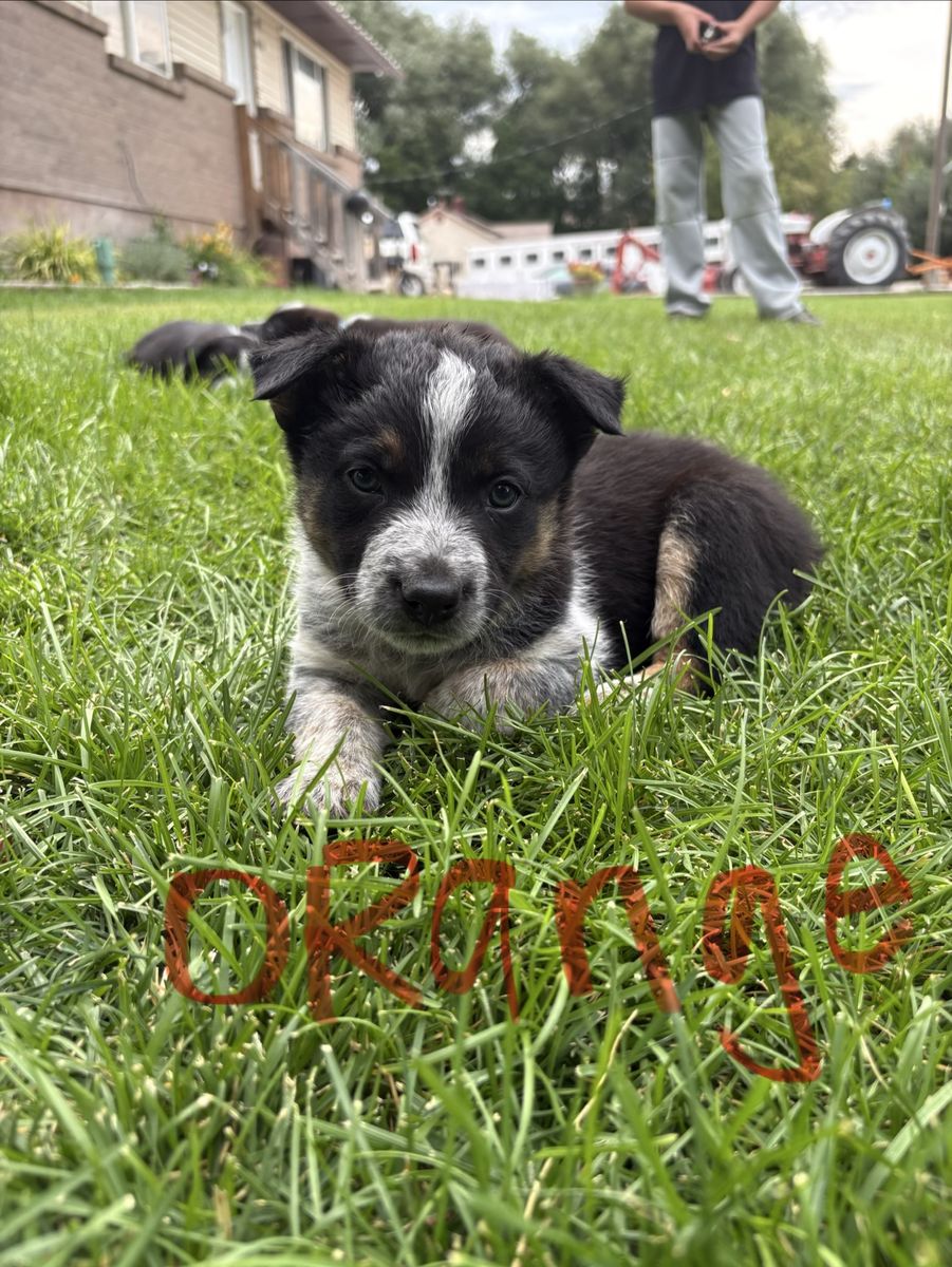Border Collie/Heeler Pups 