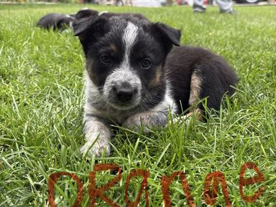 Border Collie/Heeler Pups