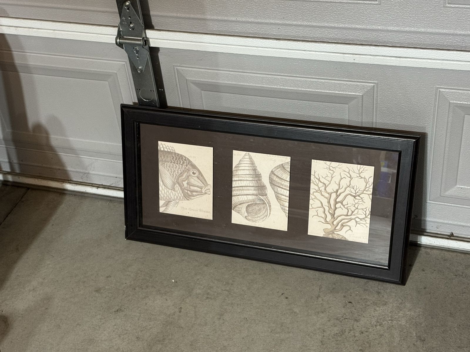 Vintage Style Marine Scientific Illustration Triple Framed Art Piece