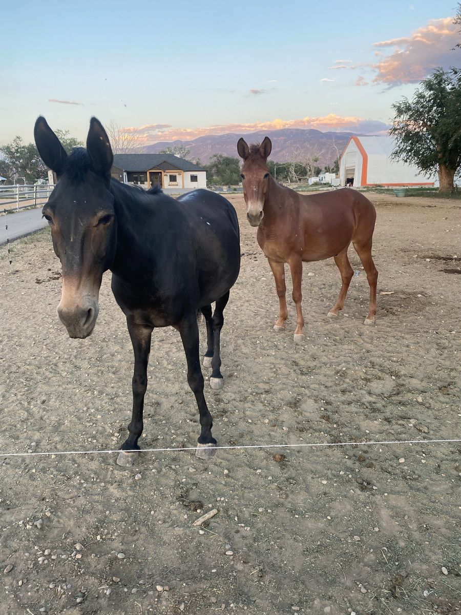 Mules