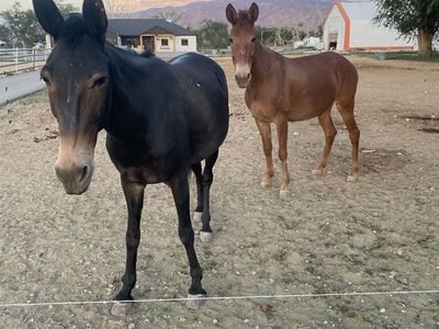 Mules
