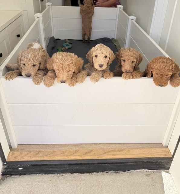 F3 Standard  Goldendoodle puppies for sale