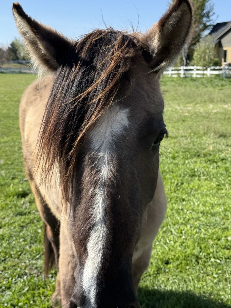 2-Year-Old Gypsy Vanner / Quarter Horse Cross Filly – Grulla – Great Potential!