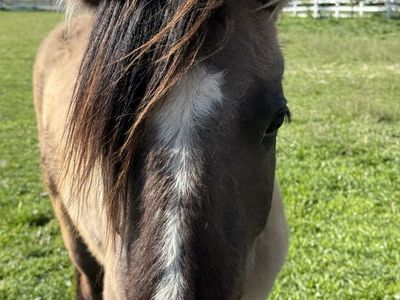 2-Year-Old Gypsy Vanner / Quarter Horse Cross Filly – Grulla – Great Potential!