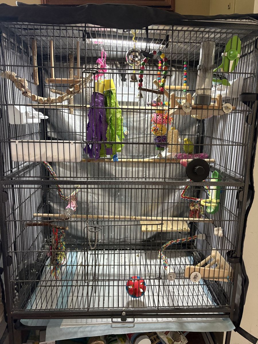 Parakeets And Cage