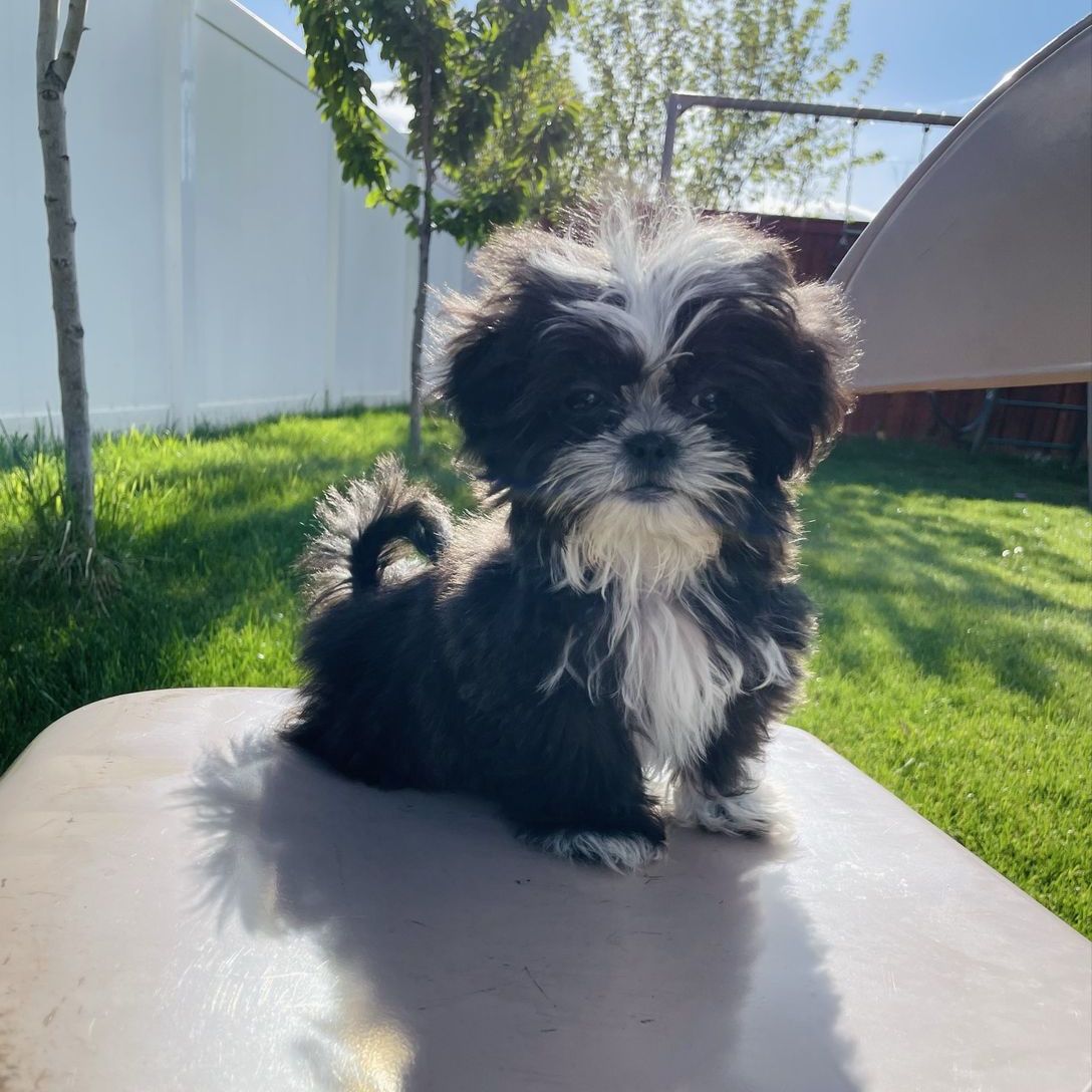 Shih Tzu Last One Still looking for his home