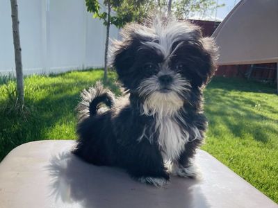Shih Tzu Last One Still looking for his home