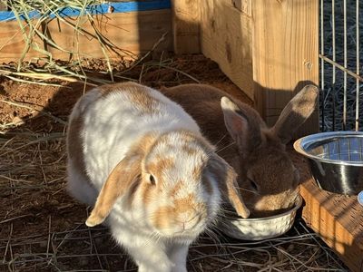 Holland lops