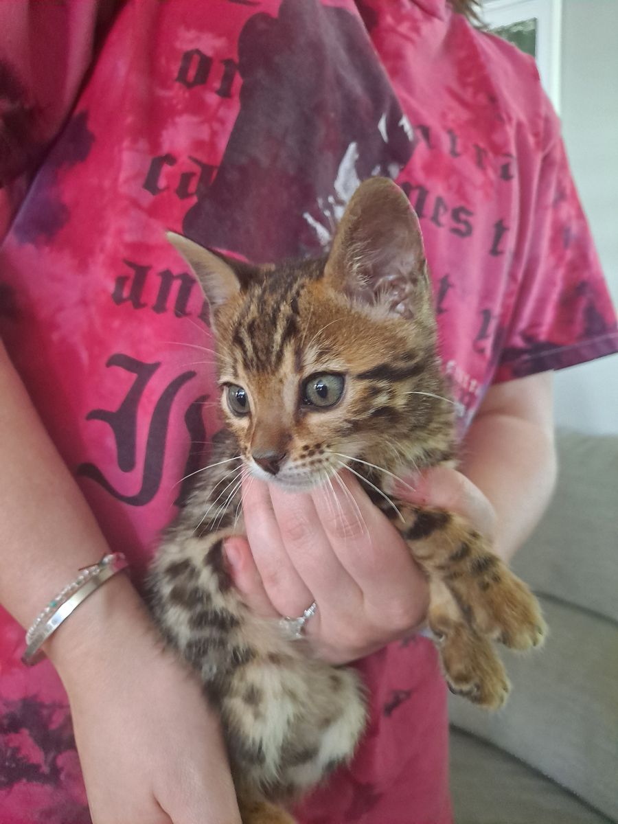 Bengal kittens
