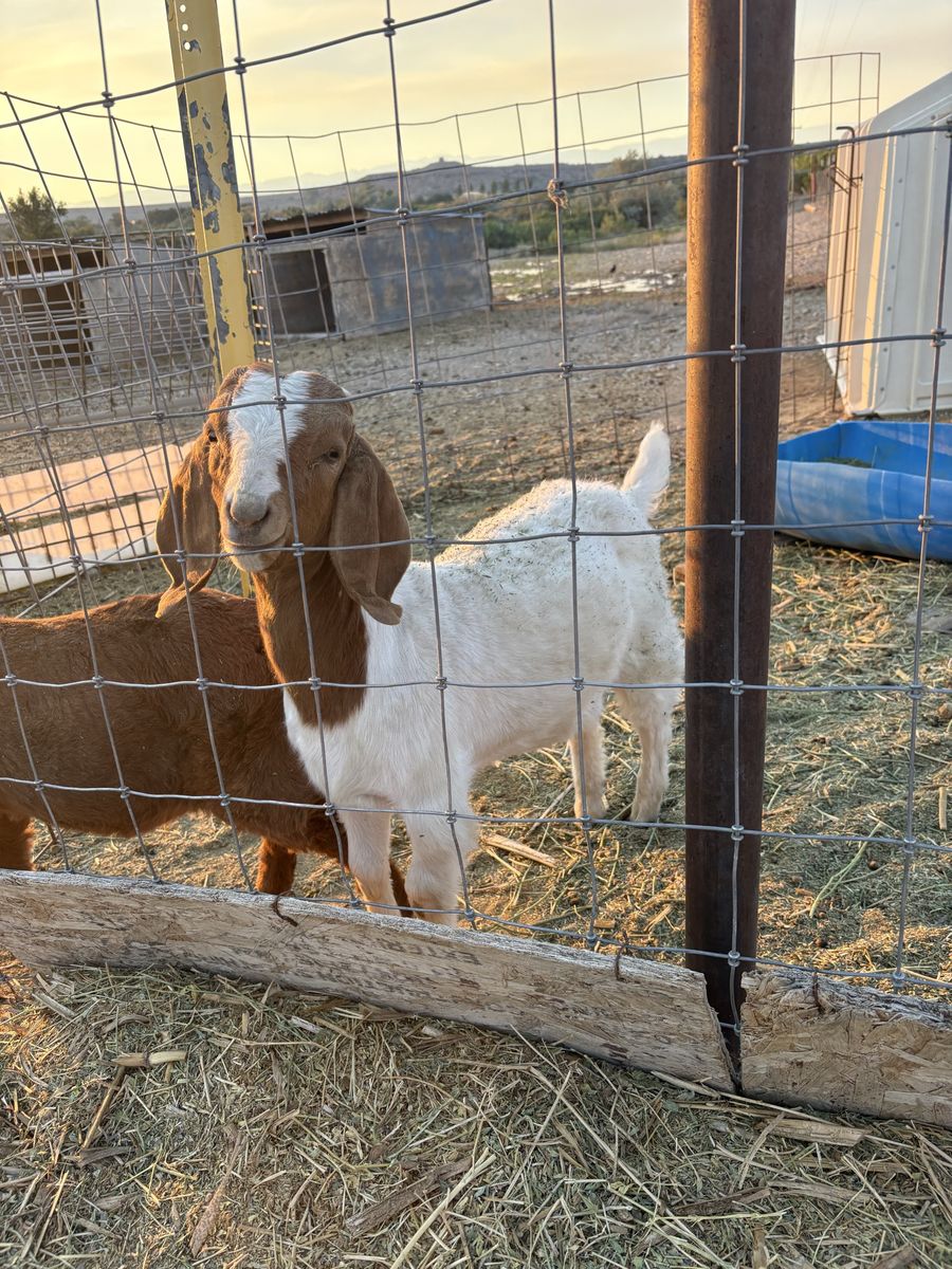 Purebred Boer Bucklings