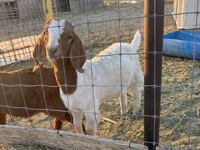 Purebred Boer Bucklings