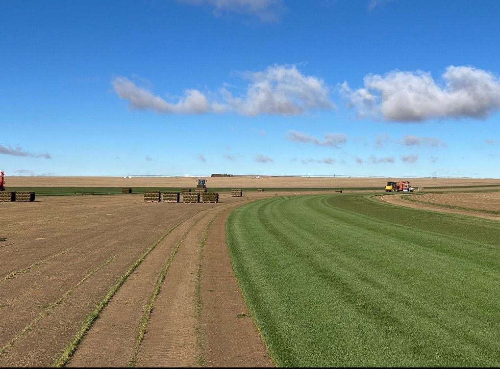 Kentucky Bluegrass- Fescue - Sod Delivery