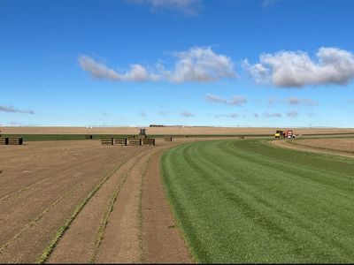 Kentucky Bluegrass- Fescue - Sod Delivery