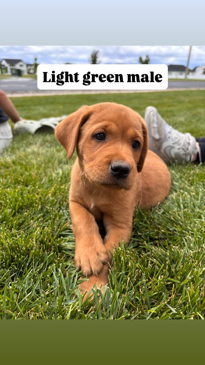 AKC Fox Red Labrador Puppies