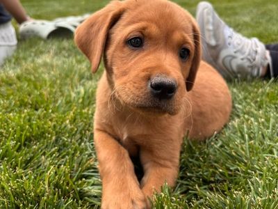 AKC Fox Red Labrador Puppies