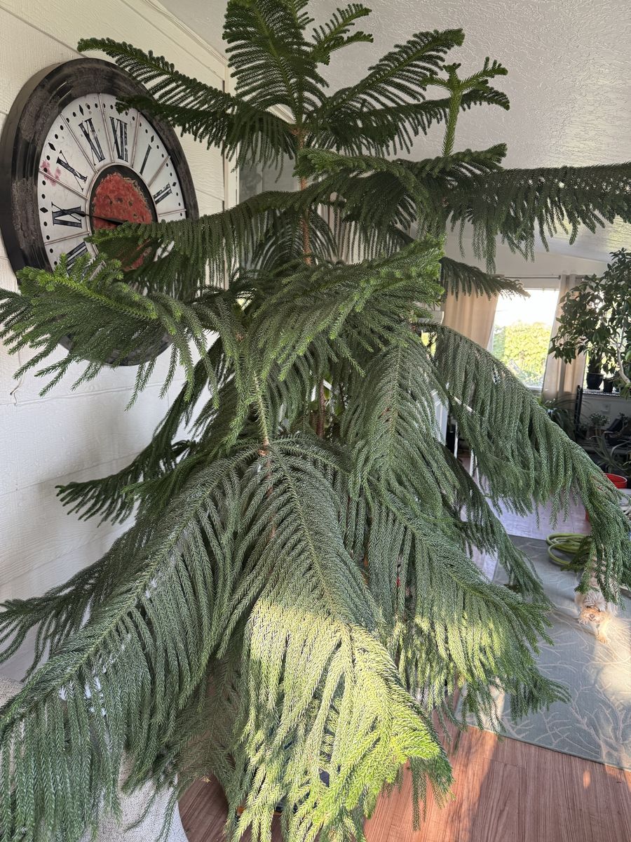 Large Norfolk Island Pine Potted Indoor/Outdoor Plant
