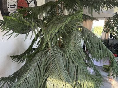 Large Norfolk Island Pine Potted Indoor/Outdoor Plant