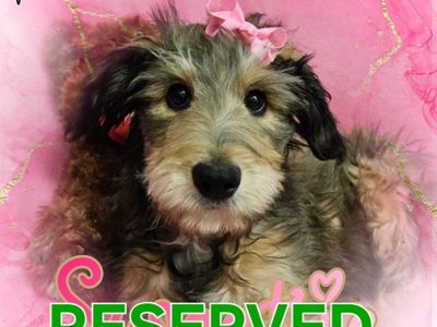 Adorable TriPawd Bunny(puppy)!