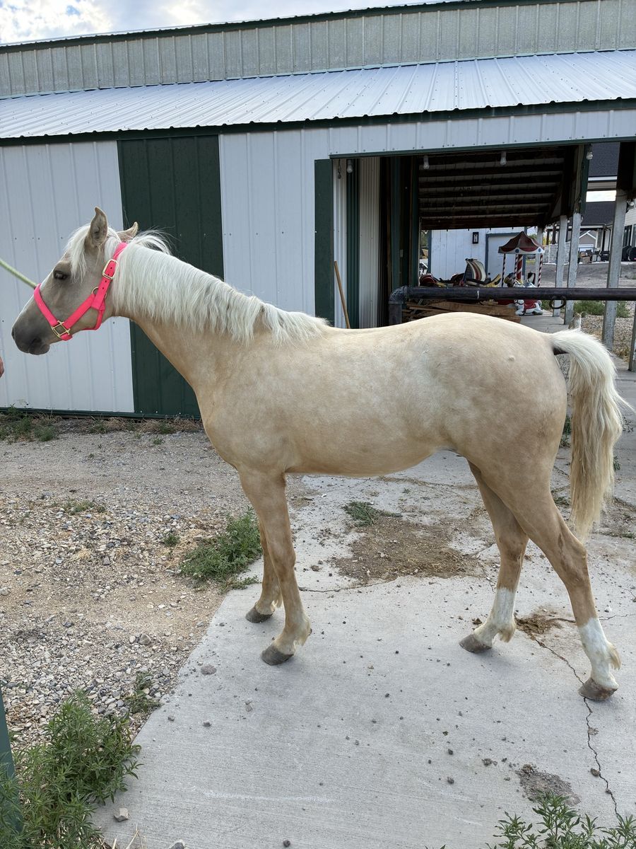 Yearling Palomino Gaited Morgan Filly