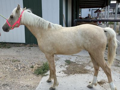 Yearling Palomino Gaited Morgan Filly