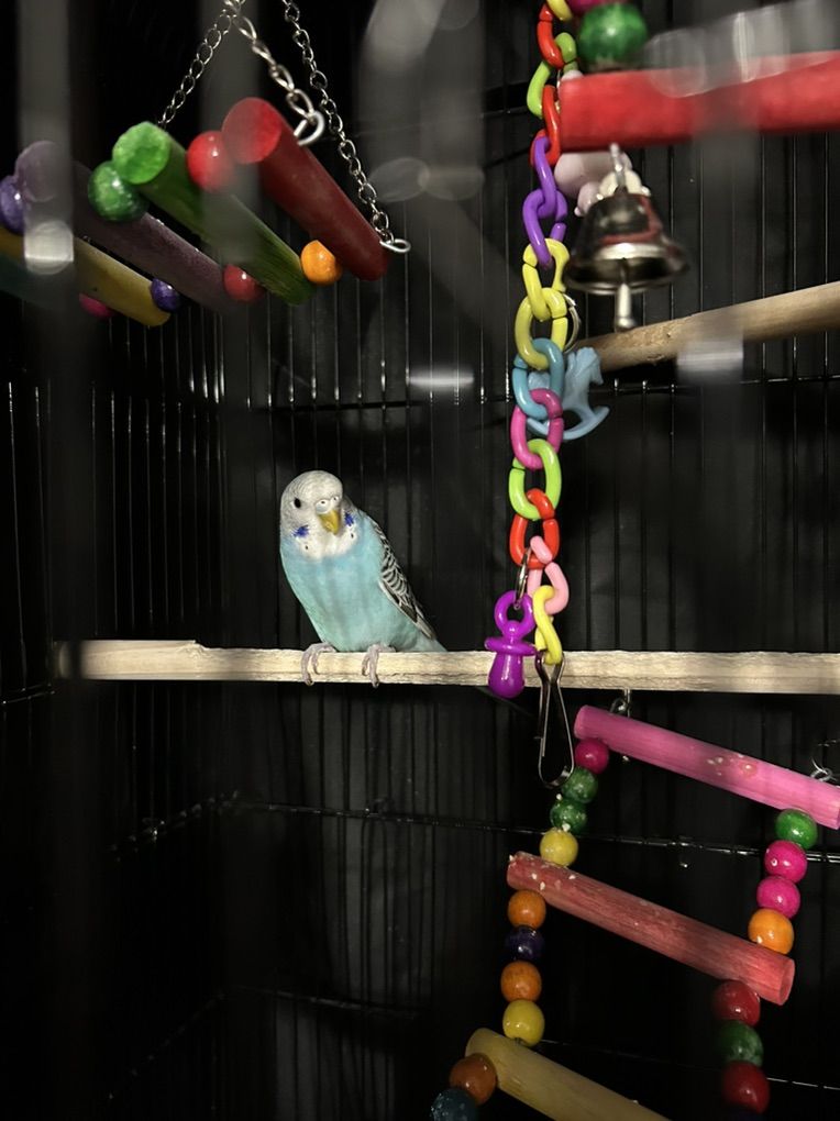 Young Budgie Parakeet