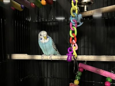 Young Budgie Parakeet