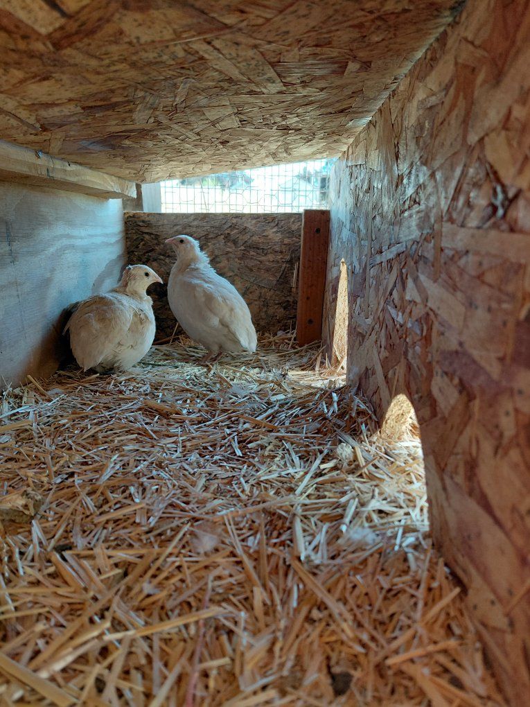 Ditch the Chickens-Get Quail
