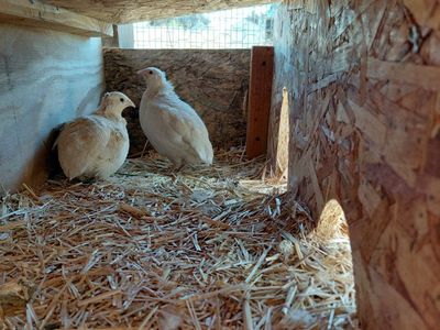 Ditch the Chickens-Get Quail