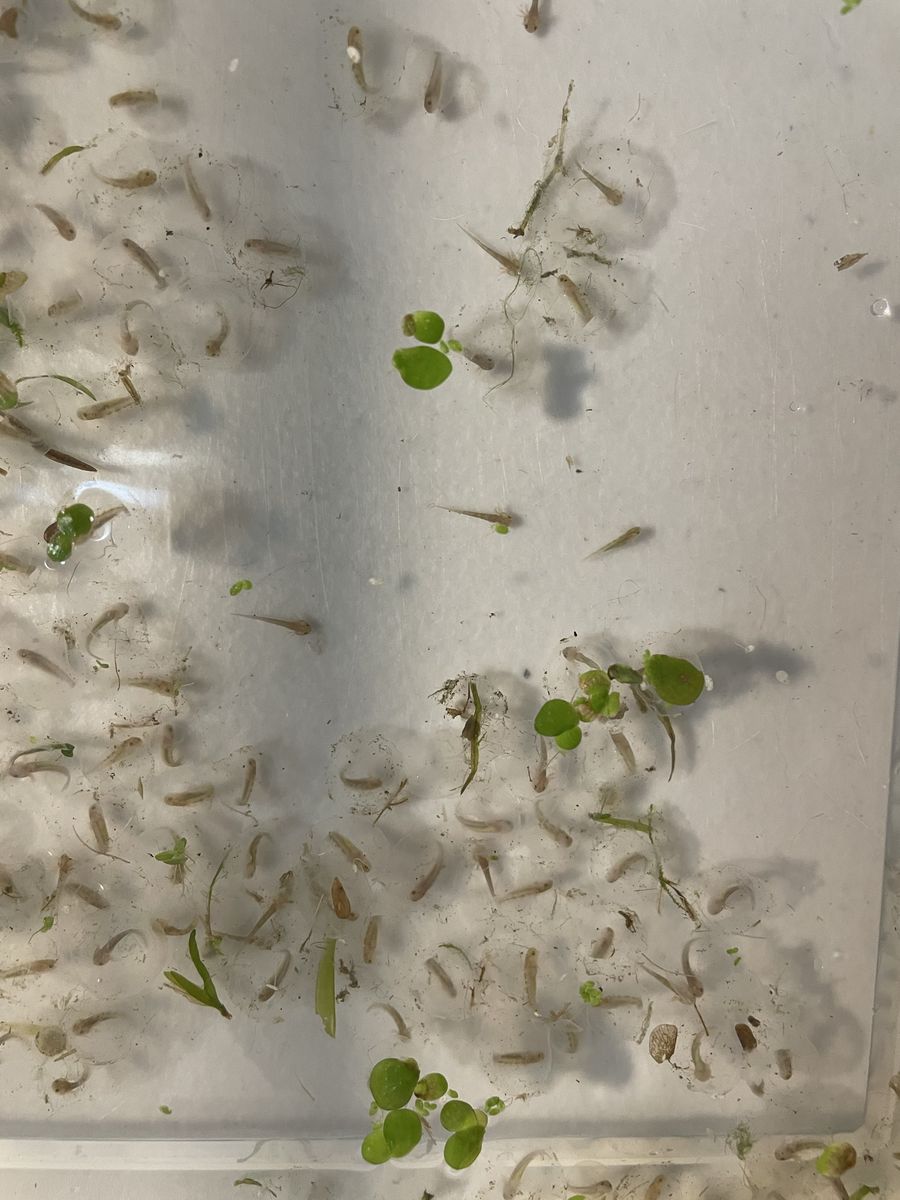 Axolotl Eggs