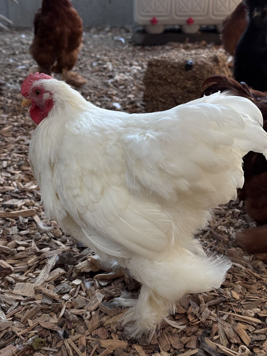 Frazzle Rooster ~4 months old