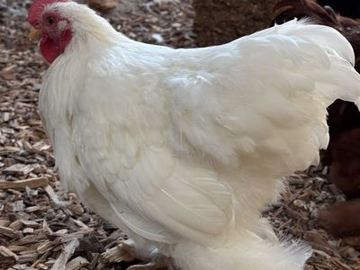 Frazzle Rooster ~4 months old