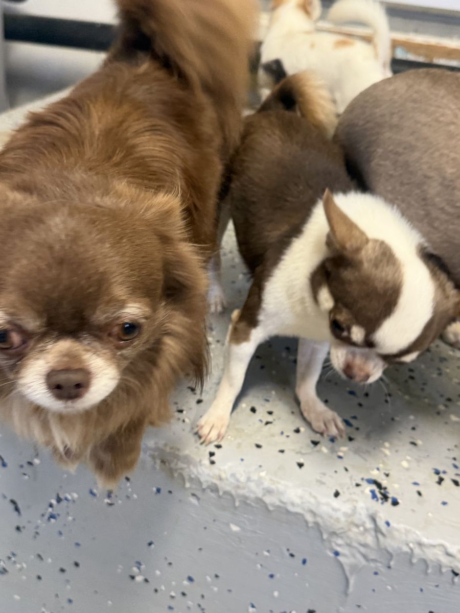 2 AKC male Chihuahuas ONLY 400 EACH