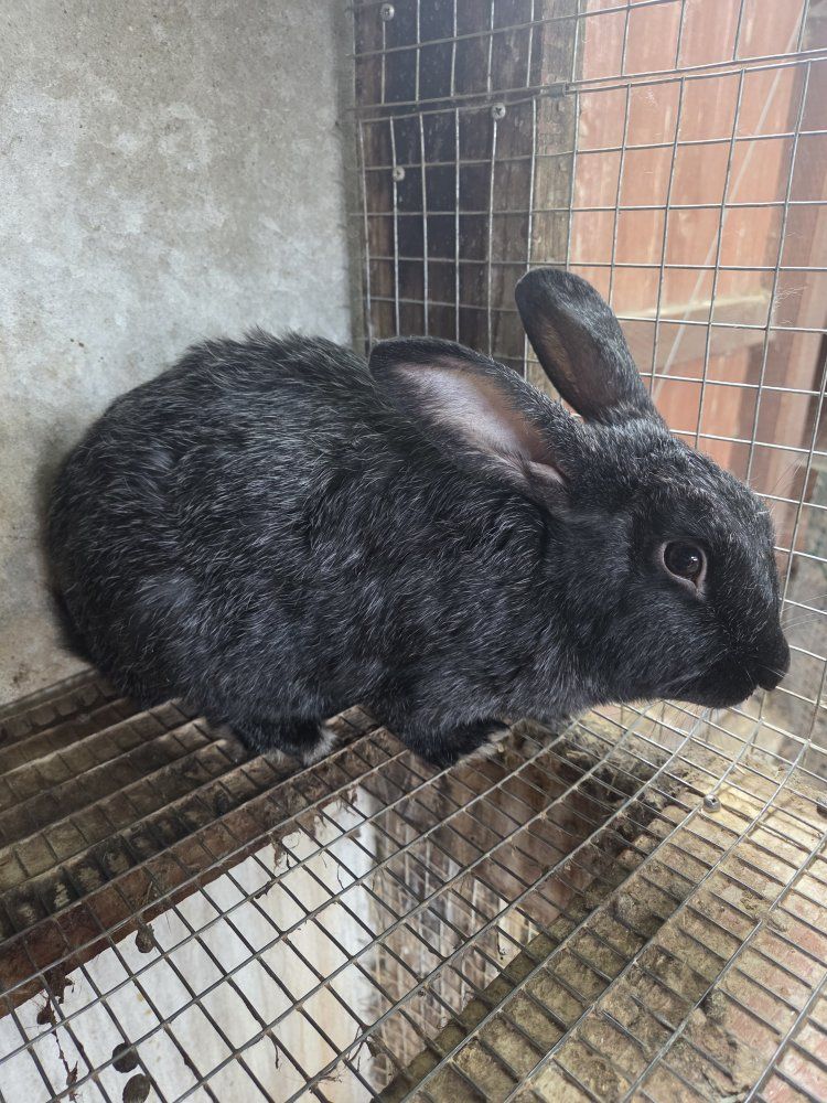Silver Fox Rabbits Proven Does Bunnies