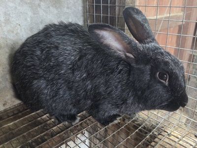 Silver Fox Rabbits Proven Does Bunnies